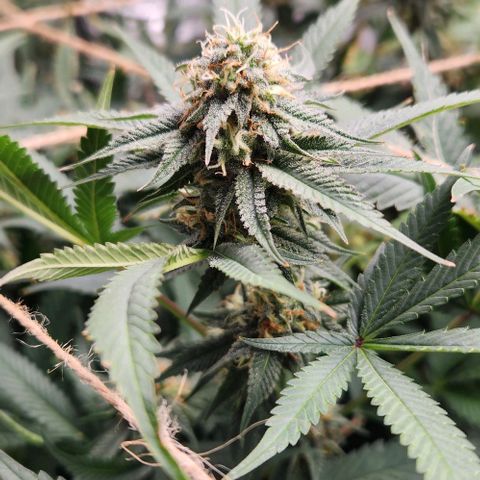 God Bud #1 growlog timeline photo