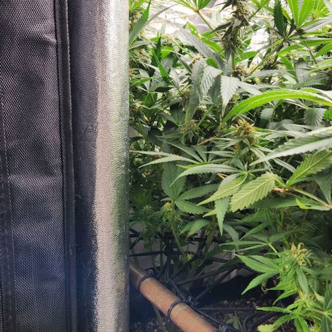 God Bud #1 growlog timeline photo