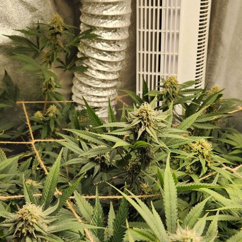 God Bud #1 growlog timeline photo