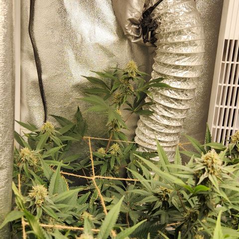 God Bud #1 growlog timeline photo