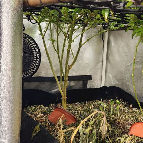 God Bud #1 growlog timeline photo