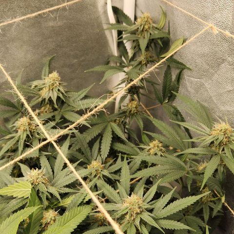 God Bud #2 growlog timeline photo