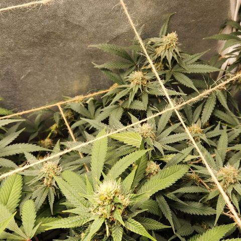 God Bud #2 growlog timeline photo