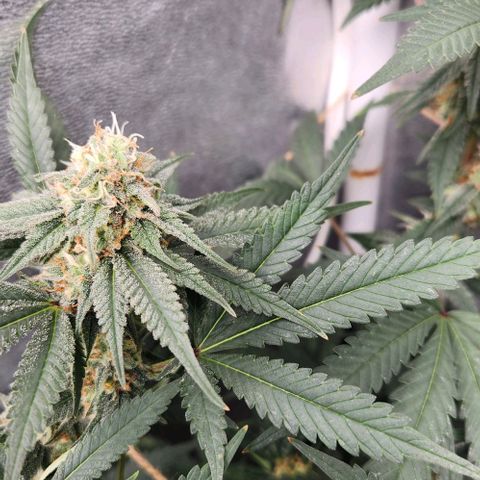 God Bud #2 growlog timeline photo