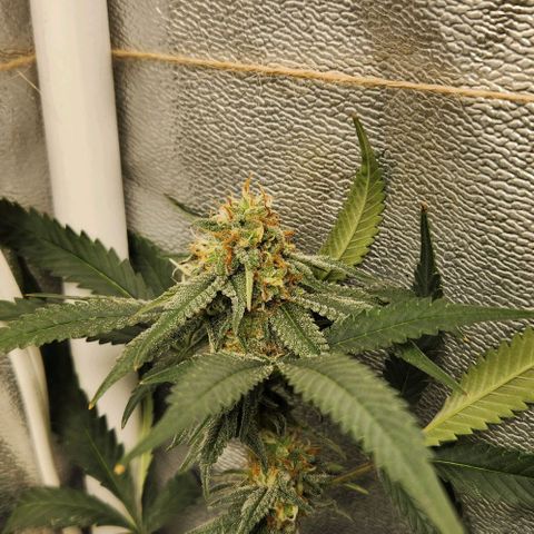 God Bud #2 growlog timeline photo