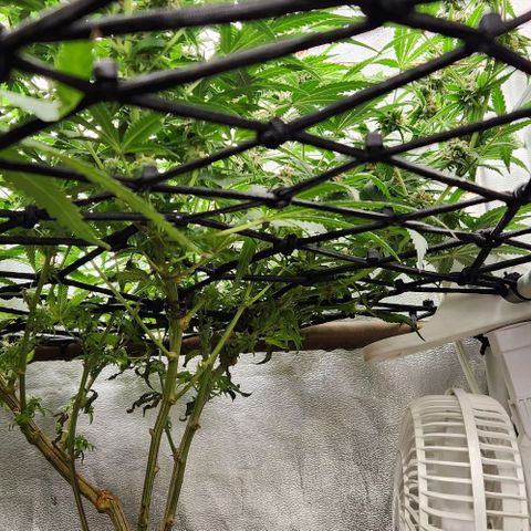 God Bud #2 growlog timeline photo