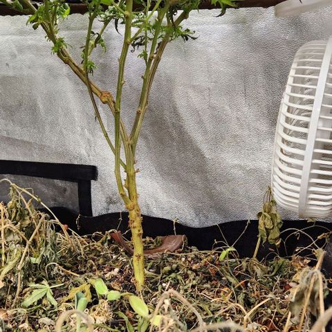 God Bud #2 growlog timeline photo