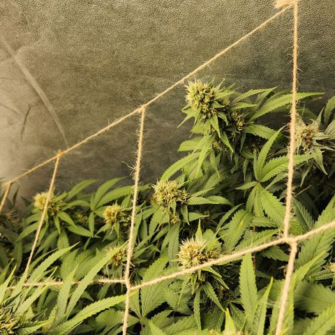 Purple Buddha #1 growlog timeline photo