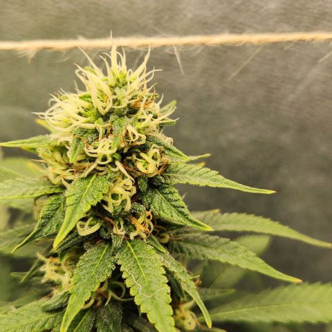 Purple Buddha #1 growlog timeline photo