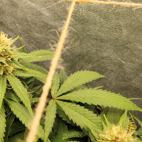 Purple Buddha #1 growlog timeline photo