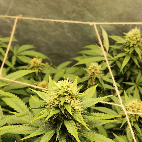Purple Buddha #1 growlog timeline photo