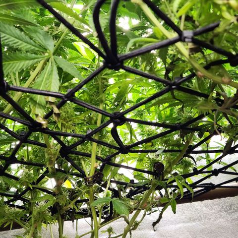 Purple Buddha #1 growlog timeline photo