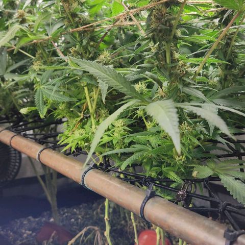 Purple Buddha #2 growlog timeline photo