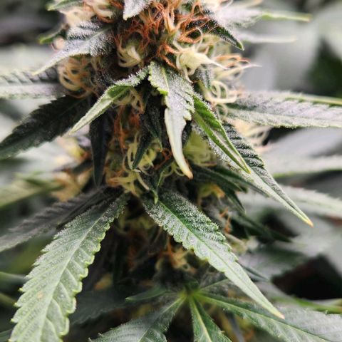 Purple Buddha #2 growlog timeline photo
