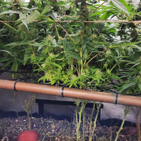 Purple Buddha #2 growlog timeline photo