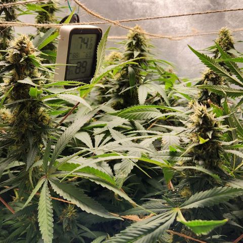 Purple Buddha #2 growlog timeline photo
