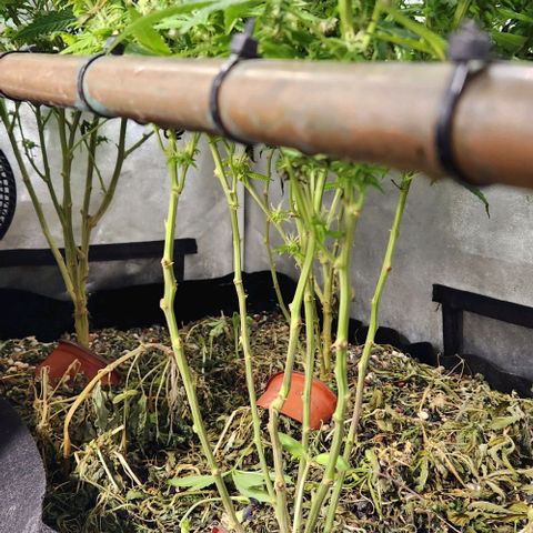 Purple Buddha #2 growlog timeline photo