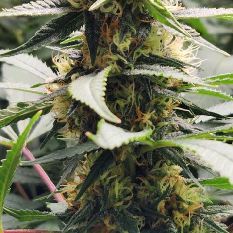 Purple Buddha #2 growlog timeline photo