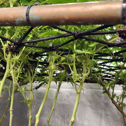 Purple Buddha #2 growlog timeline photo