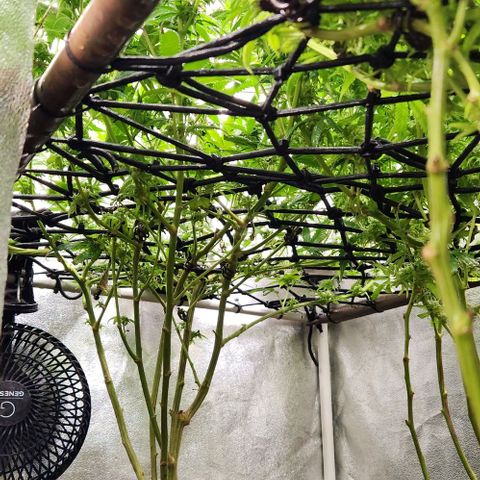 God Bud #1 growlog timeline photo