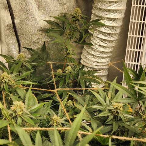 God Bud #1 growlog timeline photo