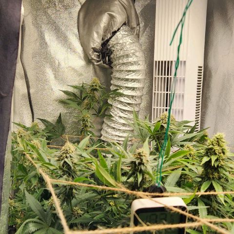God Bud #1 growlog timeline photo