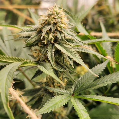 God Bud #1 growlog timeline photo