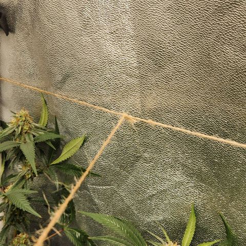 God Bud #2 growlog timeline photo
