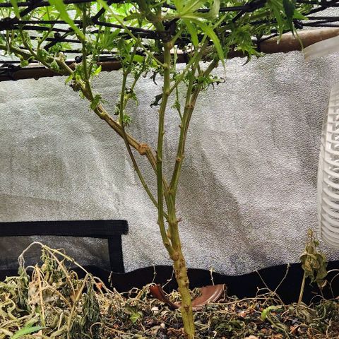 God Bud #2 growlog timeline photo