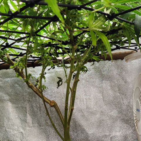 God Bud #2 growlog timeline photo