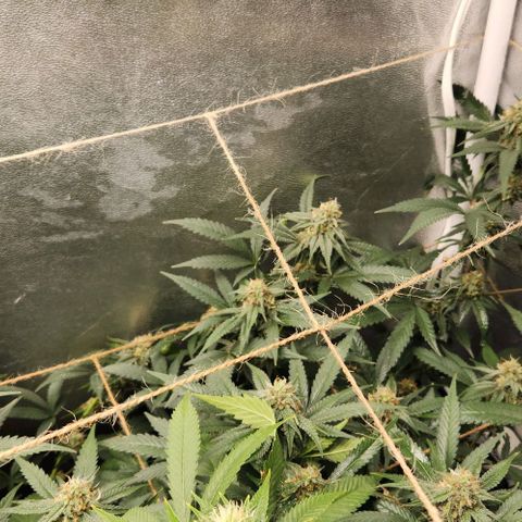 God Bud #2 growlog timeline photo