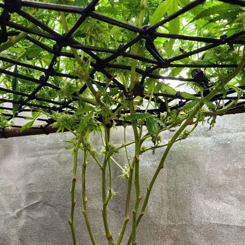 Purple Buddha #1 growlog timeline photo