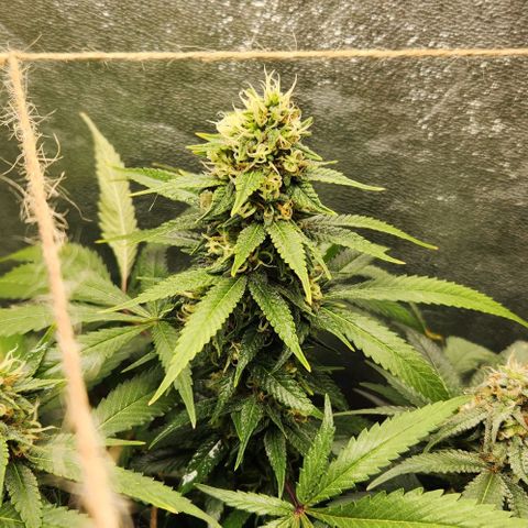 Purple Buddha #1 growlog timeline photo