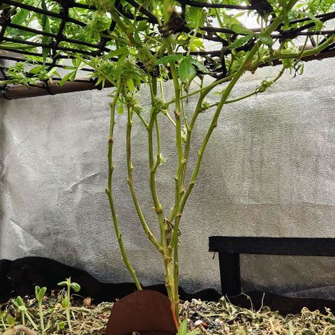 Purple Buddha #1 growlog timeline photo