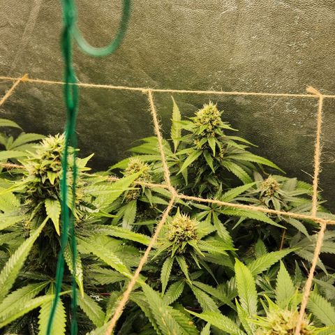 Purple Buddha #1 growlog timeline photo