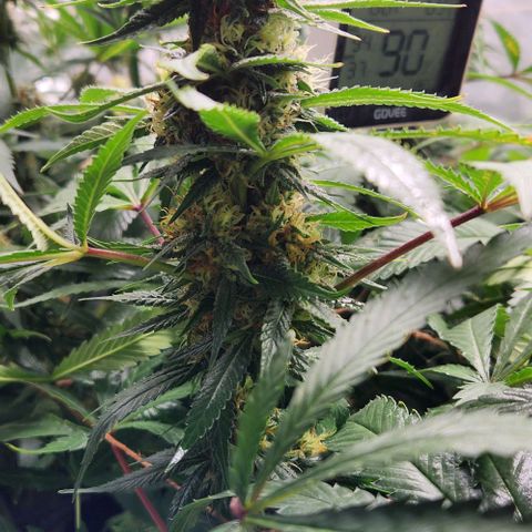 Purple Buddha #2 growlog timeline photo