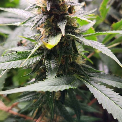 Purple Buddha #2 growlog timeline photo