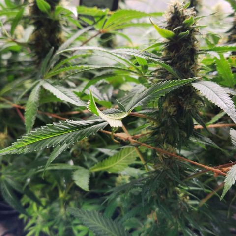 Purple Buddha #2 growlog timeline photo