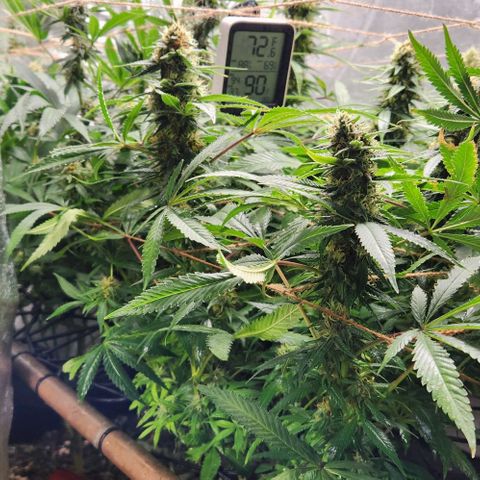 Purple Buddha #2 growlog timeline photo