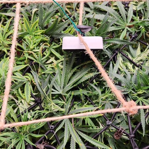 BLUE DREAM growlog timeline photo