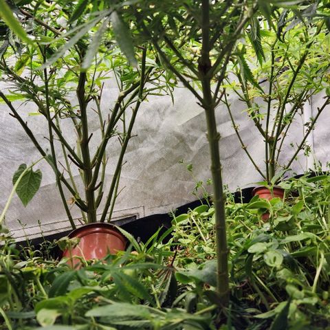 BLUE DREAM growlog timeline photo