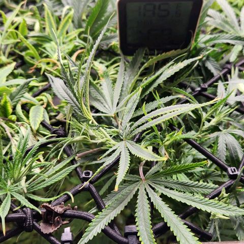 BLUE DREAM growlog timeline photo