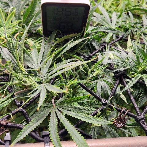 BLUE DREAM growlog timeline photo