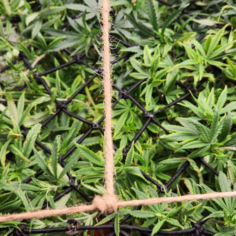Pineapple Express growlog timeline photo