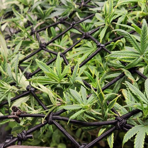 Pineapple Express growlog timeline photo