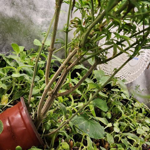 Pineapple Express growlog timeline photo