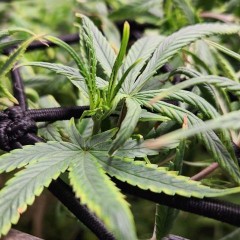 Pineapple Express growlog timeline photo