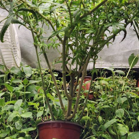 Pineapple Express growlog timeline photo