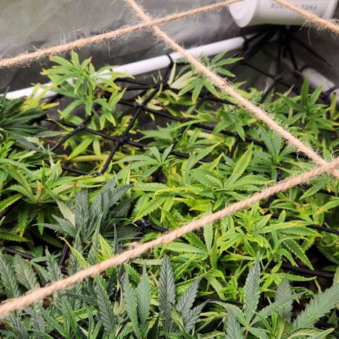 Platinum Girl Scout Cookies growlog timeline photo