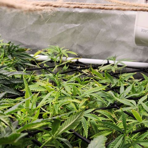 Platinum Girl Scout Cookies growlog timeline photo